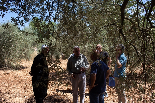 Olio e olive di qualità. Migliorare l'olivicoltura nel Libano meridionale