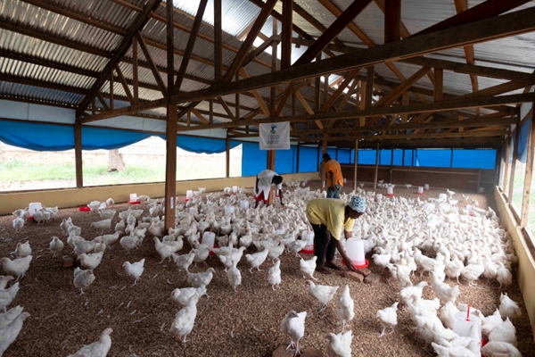 Repubblica Centrafricana, la via alla sicurezza alimentare in una crisi senza precedenti