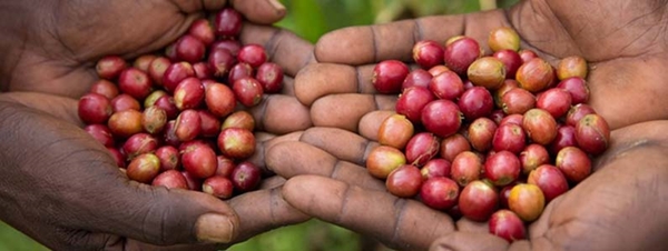 Caffè Fairtrade