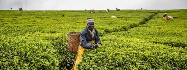 Tè e Infusi  Fairtrade