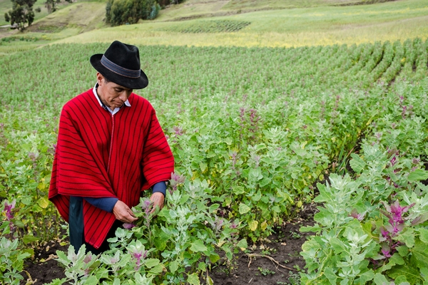 Coltivazione di Quinoa, Ecuador