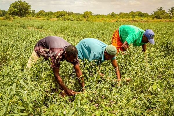 Coltivazione di sesamo, Somalia