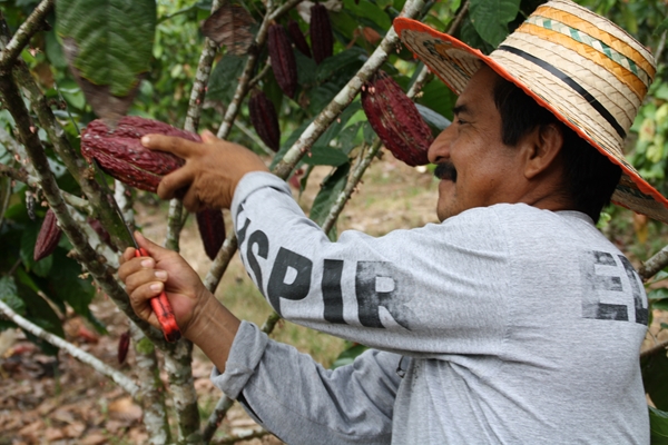 Raccolta del cacao, Ecuador