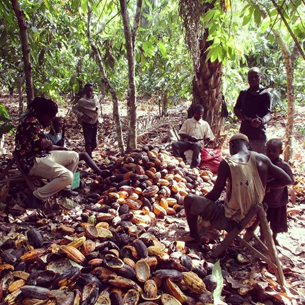 Piantagione di Cacao- Daloa, Costa D'Avorio